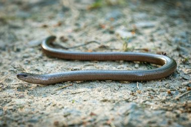 Ormandaki bir kör solucanın (anguis fragilis) detaylarına kadar.