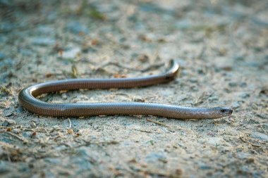 Bir kör solucan (anguis fragilis yakın plan)