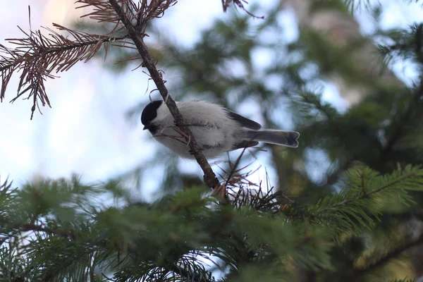 Vogel op een tak — Stockfoto