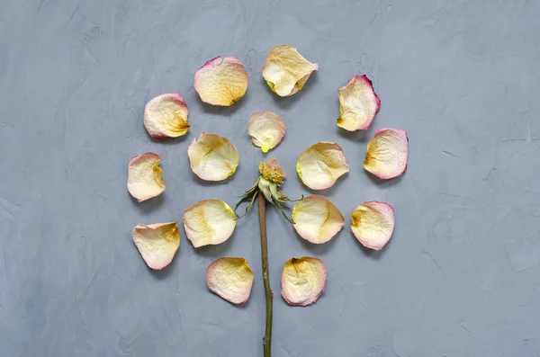 a beautiful withered rose with fallen petals around it spread out in a circle and dried leaves lies on a ultimate gray background close up