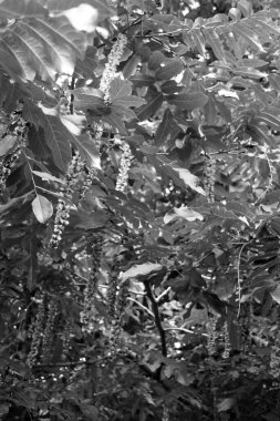 Pterocarya fraxinifolia - Kafkas fındığı