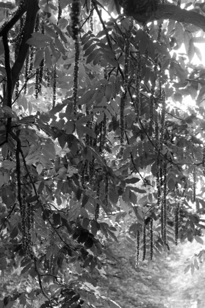 Pterocarya Fraxinifolia Кавказький Горіх — стокове фото