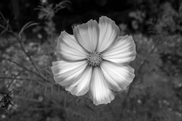 Cosmos Bipinnatus Cosmos Jardin Bidens Formosa — Photo