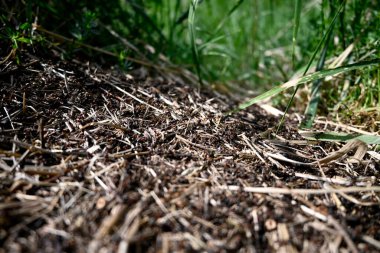 A Horde of swarming ants