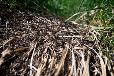 A Horde of swarming ants