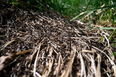A Horde of swarming ants