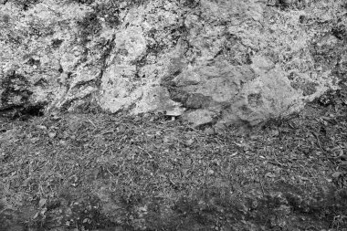 Boletus fungus in front of Stonewall