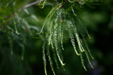 Taxodium distichum at the Old Botanical Garden in Hamburg