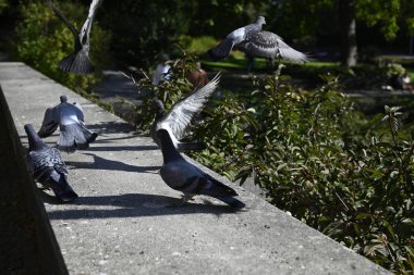Many Pigeons in a public park. In the background there are unsharp people