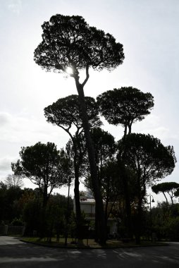 Arka planda bir grup çam ağacı. Tore del Lago 'daki Er Park, Pisa. Ön tarafta bir yaya geçidi var..