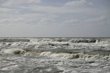 Kapüşonlu Karga, Viareggio Sahili 'ndeki Corvus Cornix. Kargaların, tüylerin ve ağızların detaylarını gören biri. Arka planda plaj, Akdeniz, çam ağacı ve dalgalar var..
