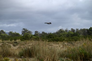 Kapüşonlu Karga, Viareggio Sahili 'ndeki Corvus Cornix. Kargaların, tüylerin ve ağızların detaylarını gören biri. Arka planda plaj, Akdeniz, çam ağacı ve dalgalar var..