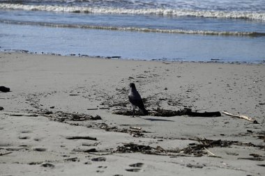 Kapüşonlu Karga, Viareggio Sahili 'ndeki Corvus Cornix. Kargaların, tüylerin ve ağızların detaylarını gören biri. Arka planda plaj, Akdeniz, çam ağacı ve dalgalar var..