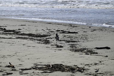 Kapüşonlu Karga, Viareggio Sahili 'ndeki Corvus Cornix. Kargaların, tüylerin ve ağızların detaylarını gören biri. Arka planda plaj, Akdeniz, çam ağacı ve dalgalar var..