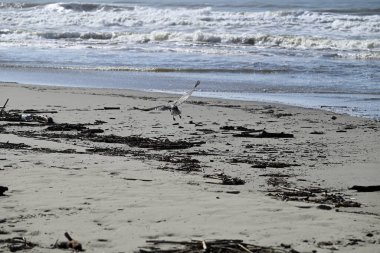 Kapüşonlu Karga, Viareggio Sahili 'ndeki Corvus Cornix. Kargaların, tüylerin ve ağızların detaylarını gören biri. Arka planda plaj, Akdeniz, çam ağacı ve dalgalar var..
