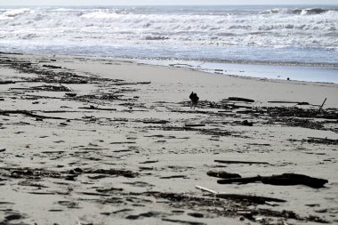 Kapüşonlu Karga, Viareggio Sahili 'ndeki Corvus Cornix. Kargaların, tüylerin ve ağızların detaylarını gören biri. Arka planda plaj, Akdeniz, çam ağacı ve dalgalar var..
