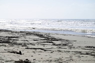 Kapüşonlu Karga, Viareggio Sahili 'ndeki Corvus Cornix. Kargaların, tüylerin ve ağızların detaylarını gören biri. Arka planda plaj, Akdeniz, çam ağacı ve dalgalar var..