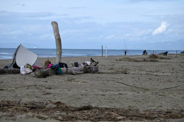 Kapüşonlu Karga, Viareggio Sahili 'ndeki Corvus Cornix. Kargaların, tüylerin ve ağızların detaylarını gören biri. Arka planda plaj, Akdeniz, çam ağacı ve dalgalar var..