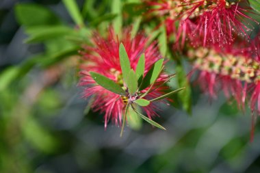 Wesp kırmızı şişe fırçası çiçeğinin üzerinde oturuyor. Vespinae, Callistemon Citrinus 'ta oturuyor. Yapraklar, çiçekler, kırmızı renk, sarı renk, yeşil renk. Böcek ve çiçeğin ayrıntıları.