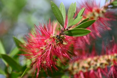 Wesp kırmızı şişe fırçası çiçeğinin üzerinde oturuyor. Vespinae, Callistemon Citrinus 'ta oturuyor. Yapraklar, çiçekler, kırmızı renk, sarı renk, yeşil renk. Böcek ve çiçeğin ayrıntıları.