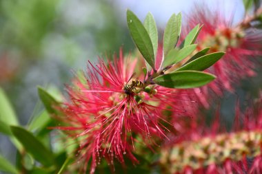 Wesp kırmızı şişe fırçası çiçeğinin üzerinde oturuyor. Vespinae, Callistemon Citrinus 'ta oturuyor. Yapraklar, çiçekler, kırmızı renk, sarı renk, yeşil renk. Böcek ve çiçeğin ayrıntıları.