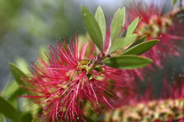 Wesp kırmızı şişe fırçası çiçeğinin üzerinde oturuyor. Vespinae, Callistemon Citrinus 'ta oturuyor. Yapraklar, çiçekler, kırmızı renk, sarı renk, yeşil renk. Böcek ve çiçeğin ayrıntıları.