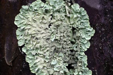 Çam ağacındaki yeşil liken. Ağaç kabuğu ve liken ayrıntıları. Gri renk. Yeşil renk. Islak hava.