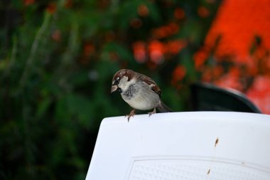 Serçeler duvarda oturuyor. Serçeler ağaçlarda, masalarda ve İtalyan kahvecisinin yanındaki koltuklarda oturuyor..