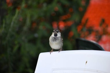 Serçeler duvarda oturuyor. Serçeler ağaçlarda, masalarda ve İtalyan kahvecisinin yanındaki koltuklarda oturuyor..