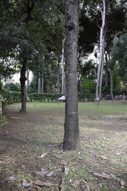 Tinder mantarı, quercus ilex 'in üzerinde oturuyor. Özel İtalyan parkı. Arka plan bulanık. Ağaçlar ve çimenler.