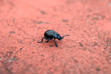 Sokakta yürüyen büyük siyah bir böcek. İtalya, Toskana 'da Timarcha-Bricosa caddesinde yürüme detayları. Sokak kırmızı ve gri..