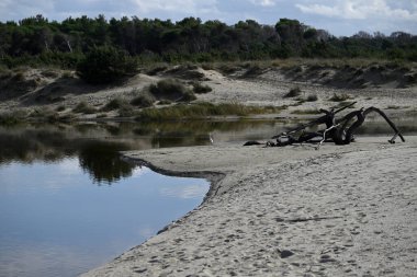 Torre del Lago ölü nehrinde küçük bir balıkçıl. Egretta Garzetta, Torre del Lago ölü nehrinde. Lucca, İtalya. Biri suda, kumda ve çam ağacında yansımalar görüyor. Kuş uçuyor ve suda yürüyor..