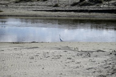 Torre del Lago ölü nehrinde küçük bir balıkçıl. Egretta Garzetta, Torre del Lago ölü nehrinde. Lucca, İtalya. Biri suda, kumda ve çam ağacında yansımalar görüyor. Kuş uçuyor ve suda yürüyor..