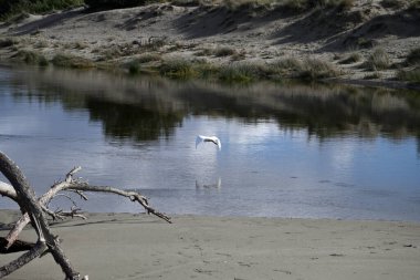 Torre del Lago ölü nehrinde küçük bir balıkçıl. Egretta Garzetta, Torre del Lago ölü nehrinde. Lucca, İtalya. Biri suda, kumda ve çam ağacında yansımalar görüyor. Kuş uçuyor ve suda yürüyor..