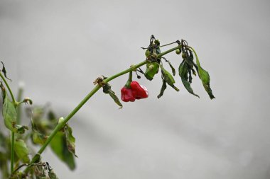 İtalyan sahilindeki Capsicum Bitkisi. Kırmızı meyve ve yeşil yapraklar. Akdeniz sahilinde ıssız bir yer. Torre del Lago, Toskana. Arkaplan bulanık.