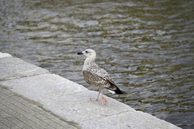 Martı Viareggio Limanı 'nda. Etrafta dolanıp bir yemek teknesinde oturmak. Viareggio, Toskana, İtalya.