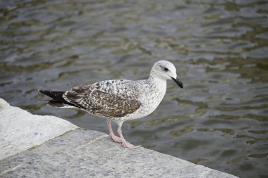 Martı Viareggio Limanı 'nda. Etrafta dolanıp bir yemek teknesinde oturmak. Viareggio, Toskana, İtalya.