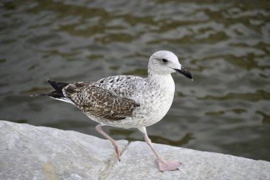 Martı Viareggio Limanı 'nda. Etrafta dolanıp bir yemek teknesinde oturmak. Viareggio, Toskana, İtalya.