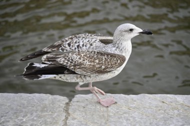 Martı Viareggio Limanı 'nda. Etrafta dolanıp bir yemek teknesinde oturmak. Viareggio, Toskana, İtalya.