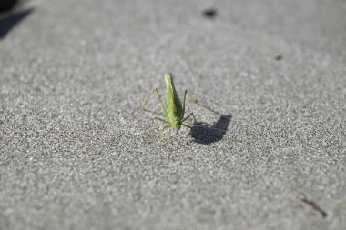 Yeşil Çekirge sahilde sürünüyor. Toskana sahilinde Tettigonia viridissima. Akdeniz, viareggio, İtalya.