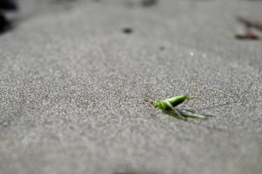 Yeşil Çekirge sahilde sürünüyor. Toskana sahilinde Tettigonia viridissima. Akdeniz, viareggio, İtalya.