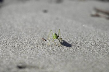 Yeşil Çekirge sahilde sürünüyor. Toskana sahilinde Tettigonia viridissima. Akdeniz, viareggio, İtalya.