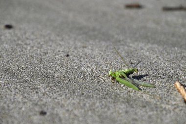 Yeşil Çekirge sahilde sürünüyor. Toskana sahilinde Tettigonia viridissima. Akdeniz, viareggio, İtalya.
