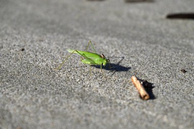 Yeşil Çekirge sahilde sürünüyor. Toskana sahilinde Tettigonia viridissima. Akdeniz, viareggio, İtalya.