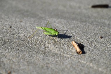 Yeşil Çekirge sahilde sürünüyor. Toskana sahilinde Tettigonia viridissima. Akdeniz, viareggio, İtalya.