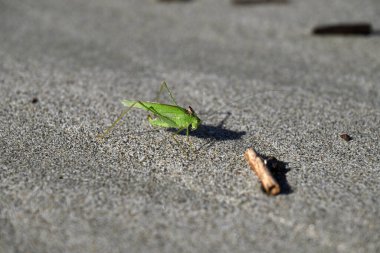Yeşil Çekirge sahilde sürünüyor. Toskana sahilinde Tettigonia viridissima. Akdeniz, viareggio, İtalya.