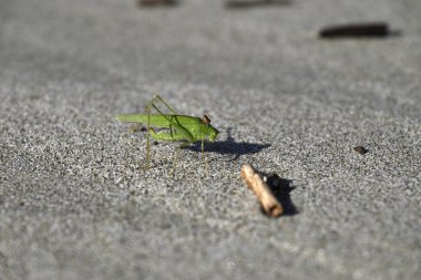 Yeşil Çekirge sahilde sürünüyor. Toskana sahilinde Tettigonia viridissima. Akdeniz, viareggio, İtalya.