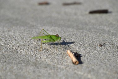 Yeşil Çekirge sahilde sürünüyor. Toskana sahilinde Tettigonia viridissima. Akdeniz, viareggio, İtalya.