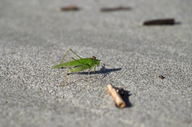 Yeşil Çekirge sahilde sürünüyor. Toskana sahilinde Tettigonia viridissima. Akdeniz, viareggio, İtalya.