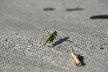 Yeşil Çekirge sahilde sürünüyor. Toskana sahilinde Tettigonia viridissima. Akdeniz, viareggio, İtalya.